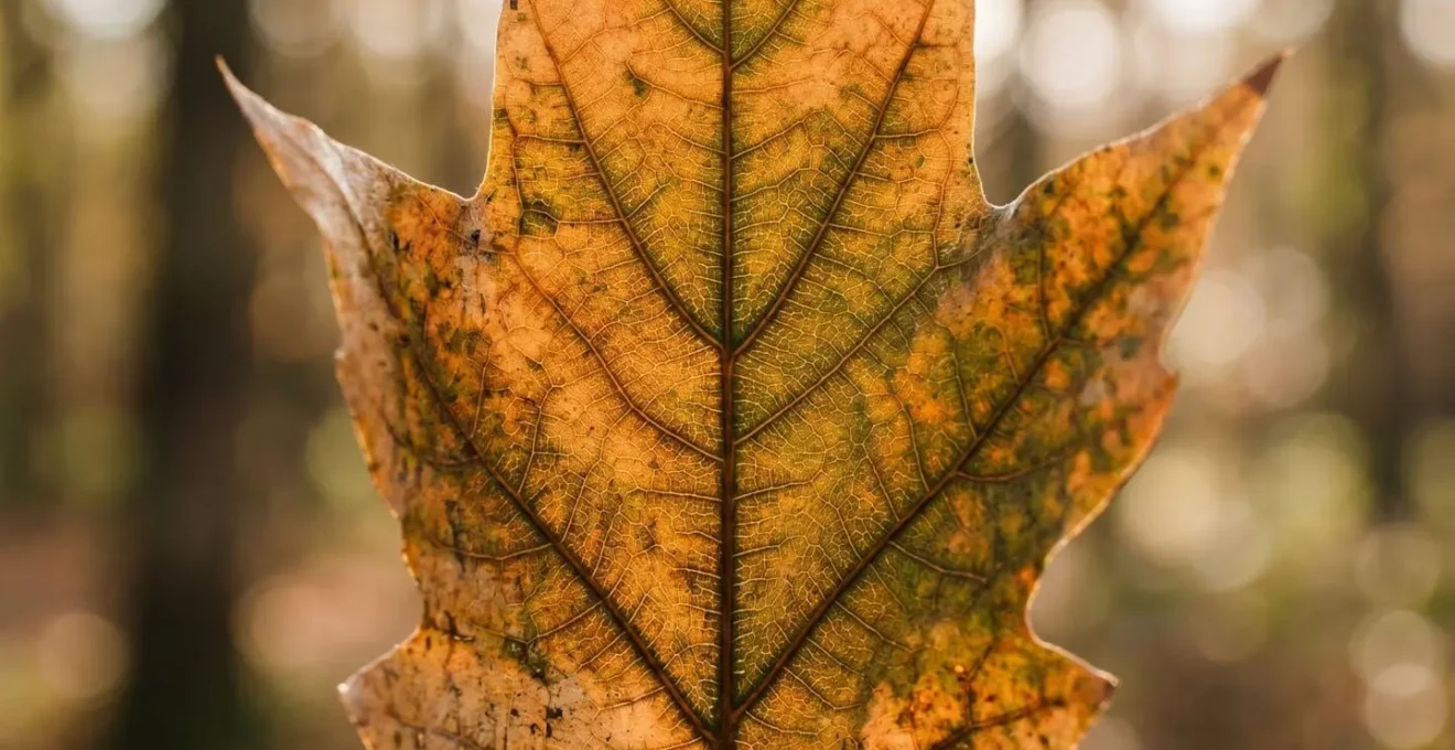 Rappresentazione macro di dettagli naturali che simboleggiano l'introspezione e la ricerca interiore